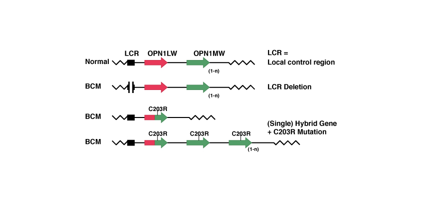 Diagram of the OPN1LW gene and mutation